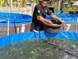 CARA Pemdes Bangsri Atasi Stunting Lewat Bioflok Lele, Hasil Panen Capai 3 Ton, Ada yang Dibagikan Gratis ke Posyandu