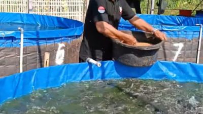 CARA Pemdes Bangsri Atasi Stunting Lewat Bioflok Lele, Hasil Panen Capai 3 Ton, Ada yang Dibagikan Gratis ke Posyandu