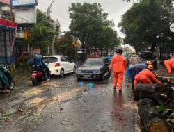 Gercep, Pohon Tumbang di Jalan KH Wahid Hasyim Jepara Langsung Dieksekusi, Arus Lalulintas Lancar Lagi