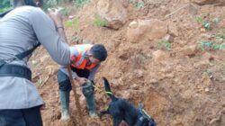Anjing pelacak diterjunkan dalam proses pencarian dan evakuasi korban longsor di Desa Kasimpar Petungkriyono Pekalongan, Rabu (22/1/2025).(Foto:Ist)