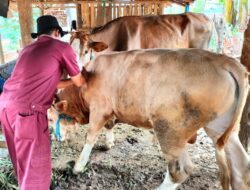 Baru 8 Hari Tahun 2025, Sudah Ada 8 Sapi di Jepara Terindikasi Terjangkit Wabah PMK