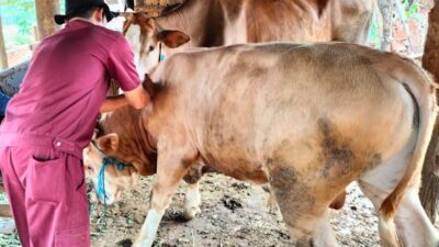 Baru 8 Hari Tahun 2025, Sudah Ada 8 Sapi di Jepara Terindikasi Terjangkit Wabah PMK