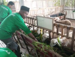 Satu-satunya di Jepara, Ini Keunggulan Balai Ternak Domba Dorper di Somosari, Harga Per Ekor Setara Honda PCX