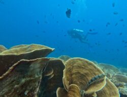 Serunya Menjelajahi Pulau Menjangan Kecil Karimunjawa, Surga Kecil di Laut Jawa yang Bikin Nyaman dan Enggan Pulang Saat Liburan