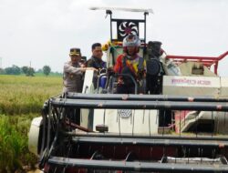 Raut Kaget Bercampur Semringah Wajah Qohar Kala Lihat Bupati Jepara Turun ke Sawah, Panen Padi Bareng Petani, Pastikan Harga Gabah Stabil
