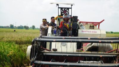 Raut Kaget Bercampur Semringah Wajah Qohar Kala Lihat Bupati Jepara Turun ke Sawah, Panen Padi Bareng Petani, Pastikan Harga Gabah Stabil