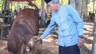 Simental Berbobot 1,1 Ton, Sapi Kurban Presiden Prabowo, Diserahkan di Purworejo