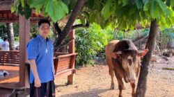 Pilih Iduladha di Kampung Halaman, Bupati Jepara Witiarso Utomo Kurban Tujuh Sapi