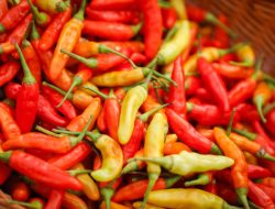 Petani di Jateng Dikucuri Kredit Murah, Upaya Antisipasi Kelangkaan Cabai