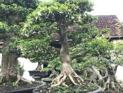 CATAT! Pameran Bonsai Lokal Digelar di Batealit 20-27 September, Hadirkan Ratusan Koleksi dari Berbagai Daerah