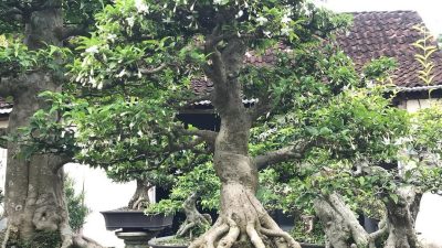 CATAT! Pameran Bonsai Lokal Digelar di Batealit 20-27 September, Hadirkan Ratusan Koleksi dari Berbagai Daerah
