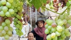 Ini Lokasi yang Potensial Jadi Wisata Petik Buah di Jepara Utara, Ada Watuaji, Tulakan Hingga Kaliaman