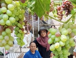 Ini Lokasi yang Potensial Jadi Wisata Petik Buah di Jepara Utara, Ada Watuaji, Tulakan Hingga Kaliaman