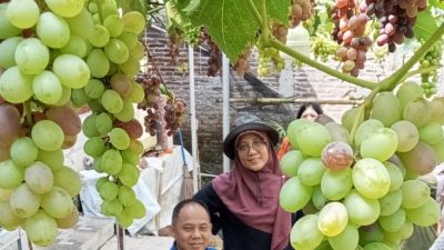 Ini Lokasi yang Potensial Jadi Wisata Petik Buah di Jepara Utara, Ada Watuaji, Tulakan Hingga Kaliaman