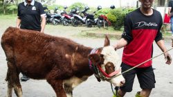 Sejuta Hewan Ternak di Jateng Disasar Vaksinasi PMK