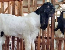 WOW, Kambing Etawa di Jepara Ada yang Seharga Mobil, Perkanas Ingin Jadi Sentra Peternakan