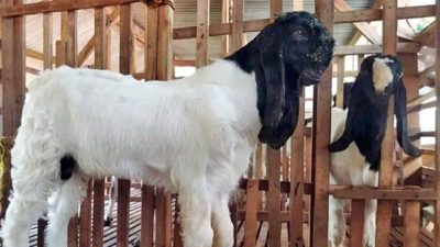 WOW, Kambing Etawa di Jepara Ada yang Seharga Mobil, Perkanas Ingin Jadi Sentra Peternakan