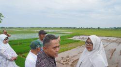 Suwawal Diplot Jadi Lahan Padi Biosalin, Luasan Bisa Capai 100 Hektare