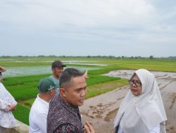 Suwawal Diplot Jadi Lahan Padi Biosalin, Luasan Bisa Capai 100 Hektare