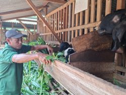 Cerita Peternak Jawa Randu Jepara: Daging Tak Kalah dari PE, Cuannya Bikin Candu