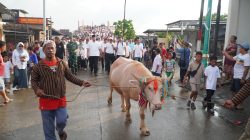 Ga Kalah dengan Solo, Kerbau Bule di Jepara Diarak 1 Kilometer, Lomban Syawalan 2026 Gayeng