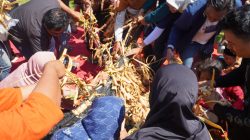 15 Menit, Ribuan Kupat Lepet Ludes Diserbu Warga, Puncak Pesta Lomban 2026 di Pantai Kartini Meriah