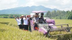 FAKTA Padi Tahan Salinitas di Jepara, Panen Melonjak hingga 9 Ton per Hektare