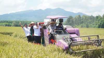 FAKTA Padi Tahan Salinitas di Jepara, Panen Melonjak hingga 9 Ton per Hektare