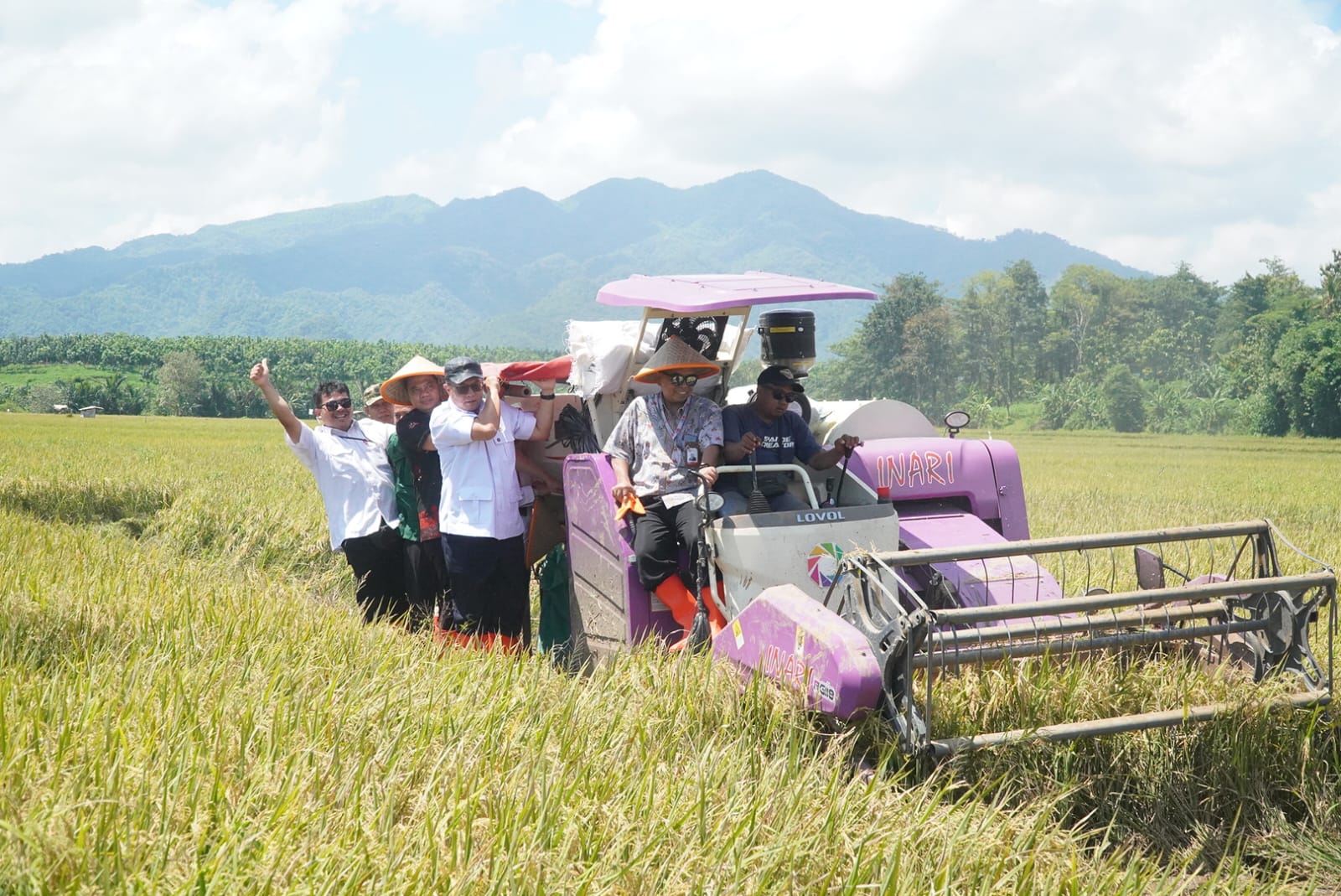 FAKTA Padi Tahan Salinitas di Jepara, Panen Melonjak hingga 9 Ton per Hektare