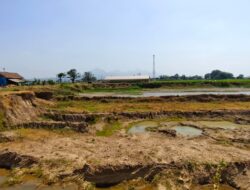 BIKIN Geleng Kepala, Lahan Sawah Dilindungi di Jepara Malah Ditambang Galian C Ilegal
